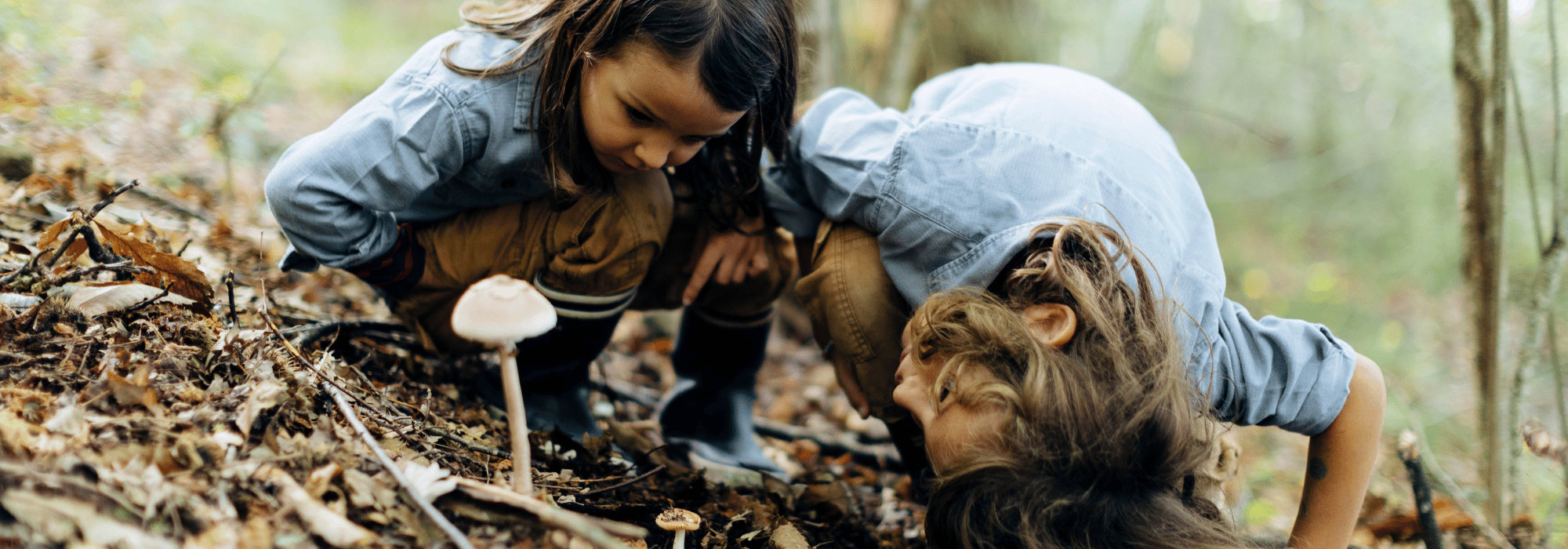 Bos, blaadjes en heel veel paddenstoelen