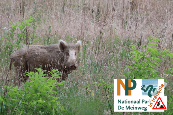 Meinweg in Transitie