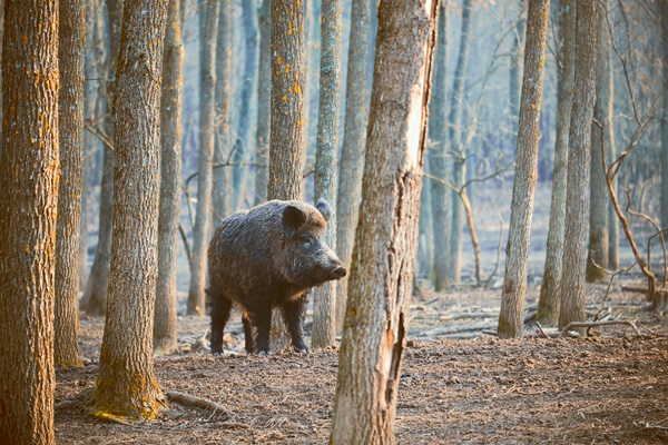 Wild zwijn staat tussen de bomen op een koude herfstochtend in de Meinweg