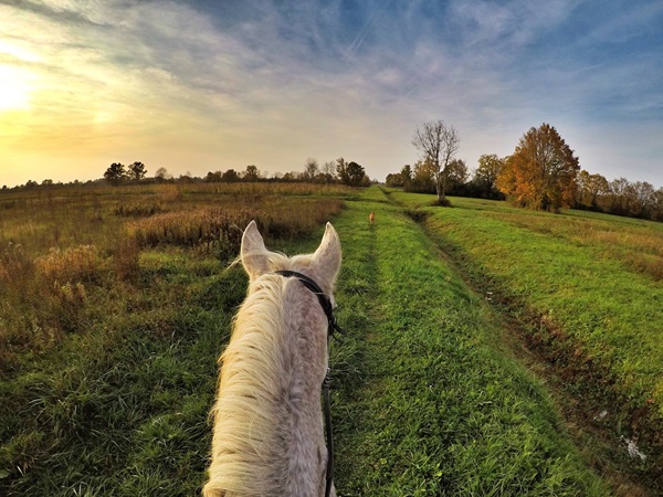 The setting sun seen from the back of a white horse