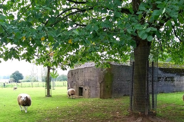 Schafe grasen im Gras in der Nähe des Bunkers aus dem Zweiten Weltkrieg, den Sie auf der Radtour Entlang der Spuren des Zweiten Weltkriegs besuchen