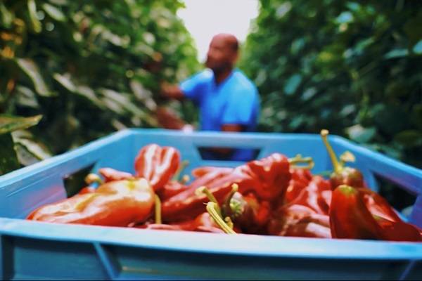 Verse rode paprika’s in een blauwe krat op een boerderij in Limburg, met op de achtergrond een man die paprika’s plukt tussen de planten.