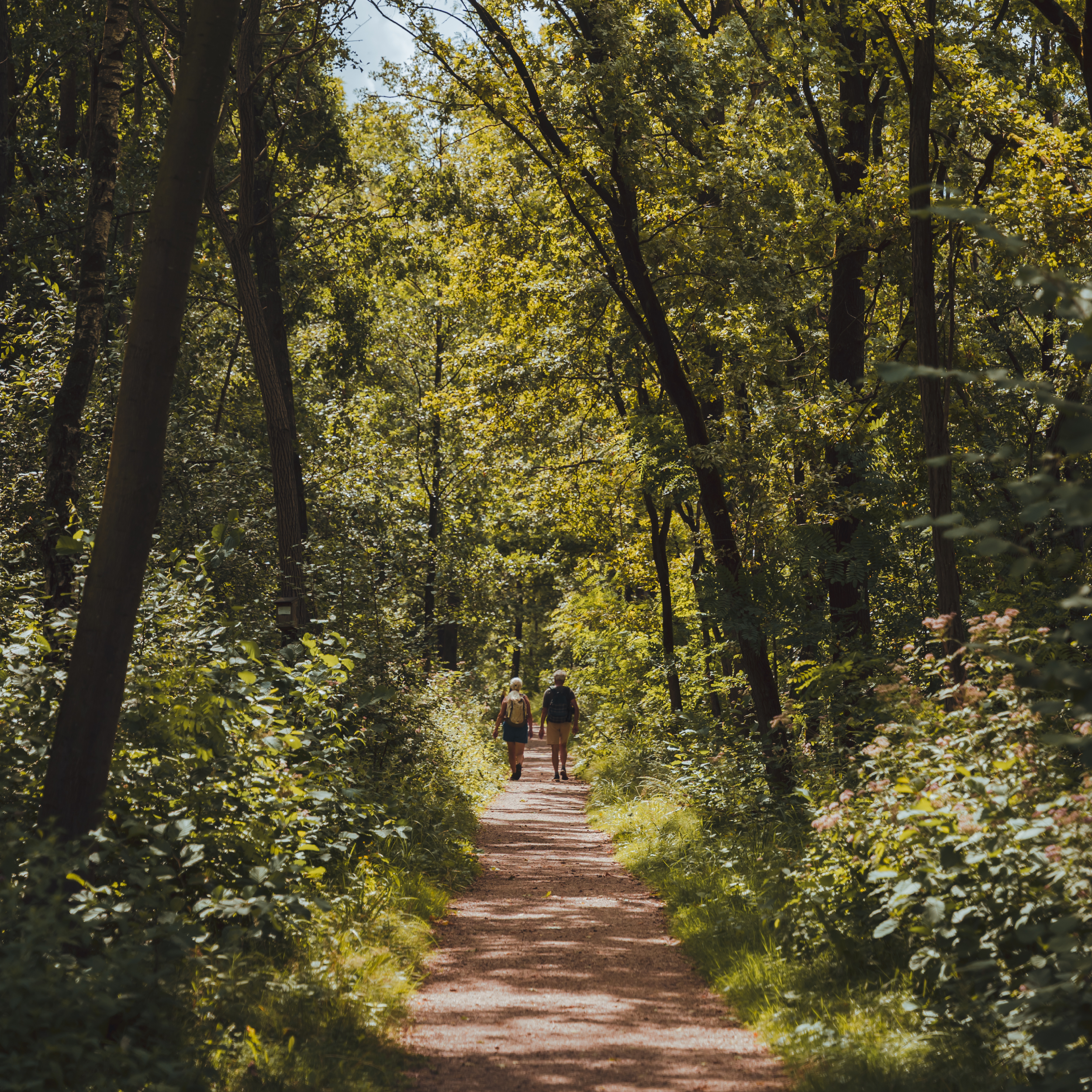 wandelaars in een groen bos