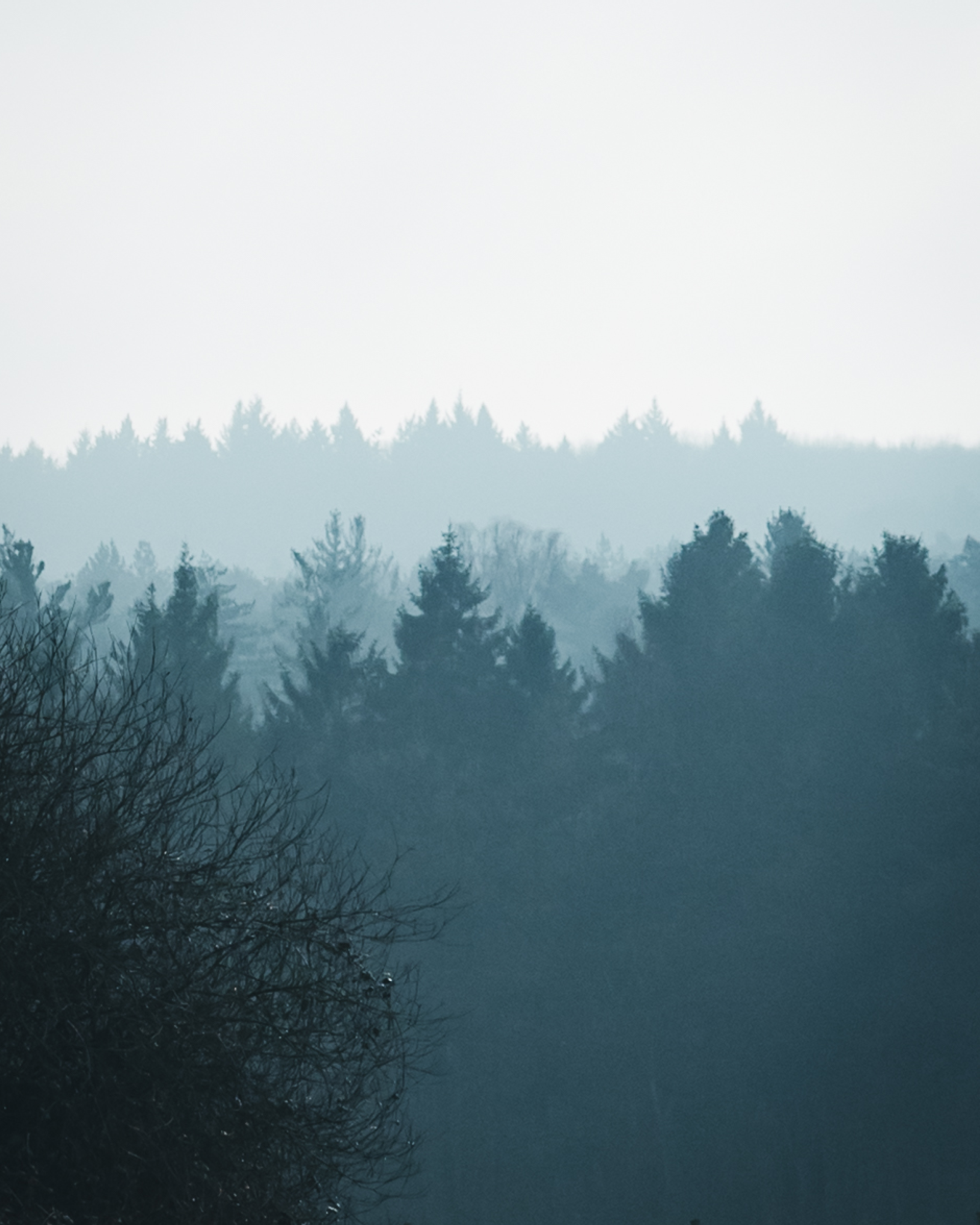 Mist hangt boven een bosrijke heuvelrug met silhouetten van bomen.