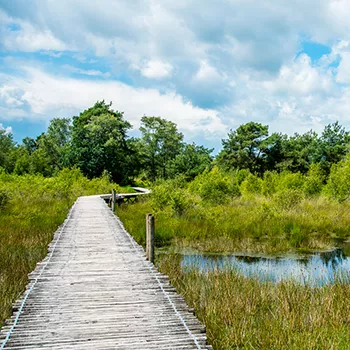 Knuppelbrug in de Groote Peel