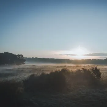 Ochtendmist hangt boven een open natuurgebied in het Weerterbos, terwijl de opkomende zon het grasland en de omliggende bomen verlicht.